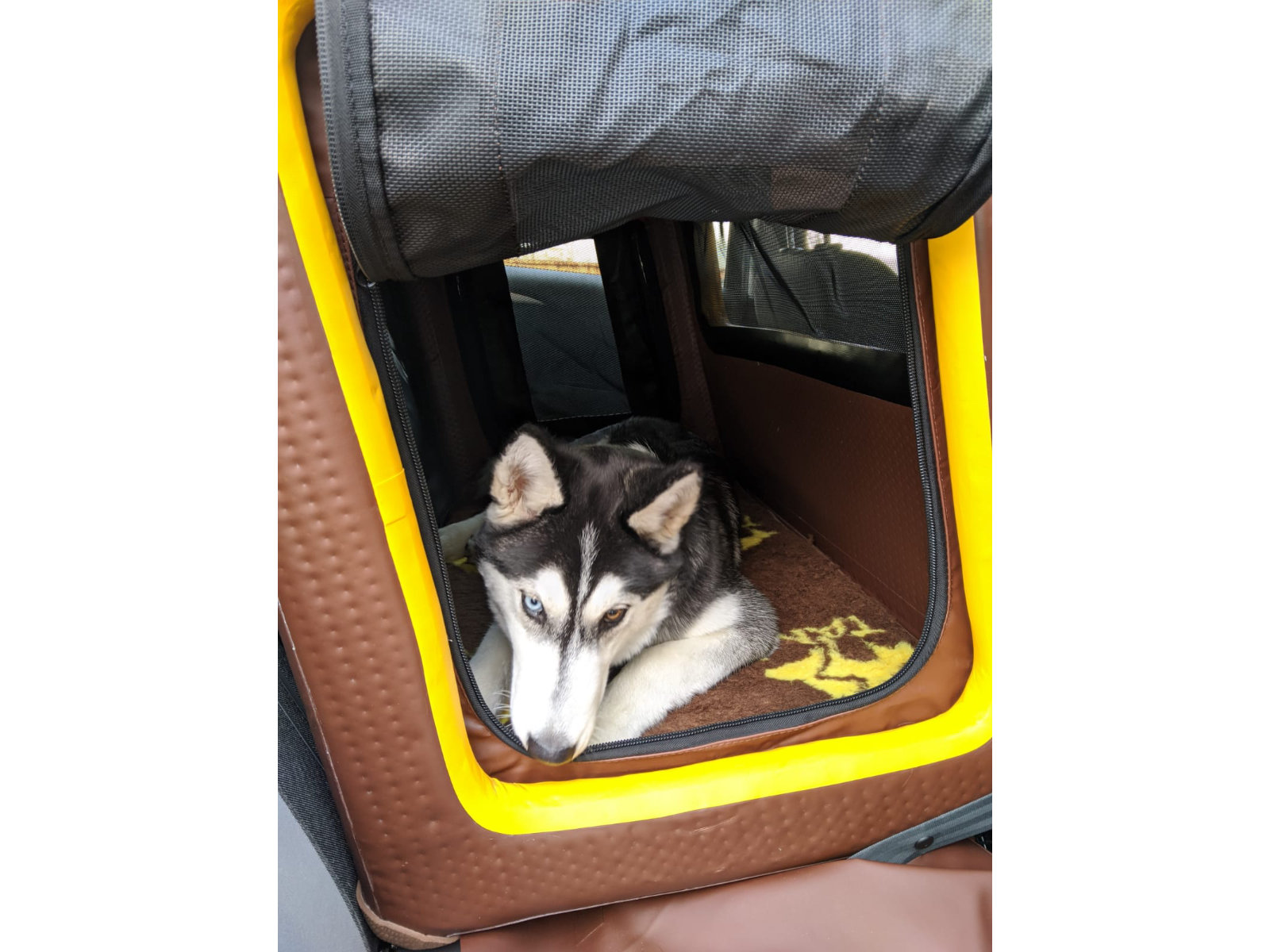 Rücksitz-Hundebox Transportbox Größe Bs S-Bs L - Auto & Home Tami Hundebox Backseat aufblasbar mit Airbagfunktion