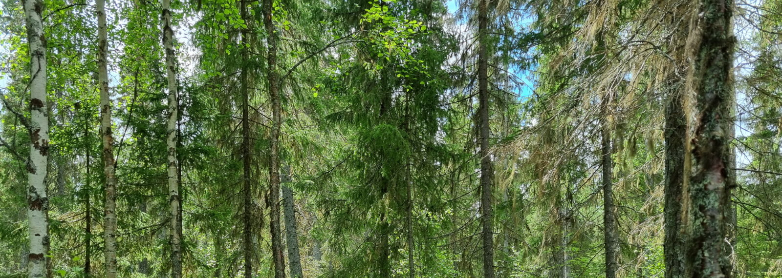 21-innolift_allgemein_mitnehmstapler_selbstverladend_funktionsweise_teleskopieren_52