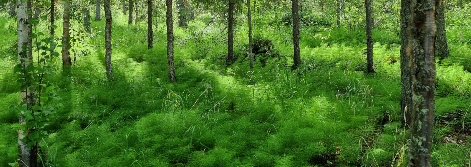 21-innolift_allgemein_mitnehmstapler_selbstverladend_funktionsweise_teleskopieren_53